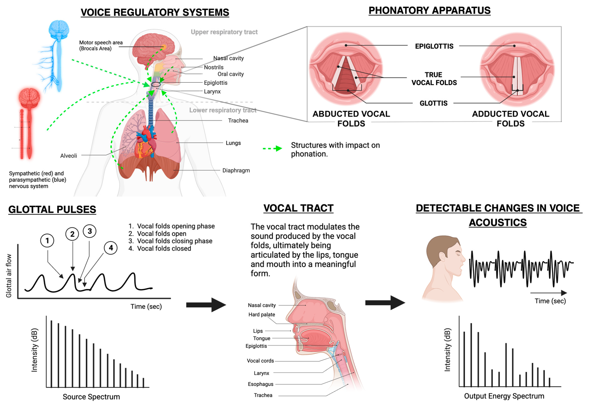 Voice regulatory systems and phonatory apparatus showing how speech signals are produced through the vocal tract